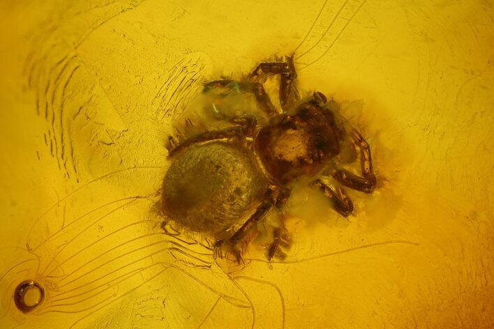 Detailed Fossil Spider (Araneae) in Baltic Amber #166262